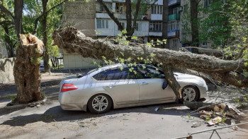 Фотография к новости: На автомобиль упало дерево: как действовать и получить компенсацию