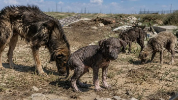 Фотография к новости: Жители Актау обеспокоены судьбой стаи больных собак