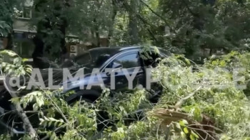 Фотография к новости: В Алматы массивное дерево рухнуло на автомобиль Lexus