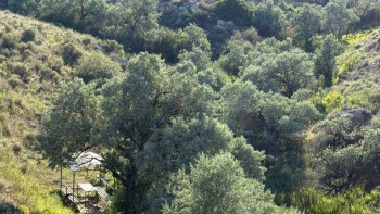 Фотография к новости: Жителей Мангистау призвали отказаться от посадки некоторых деревьев в природных зонах