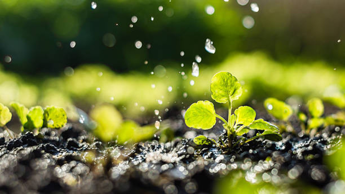  Istockphoto