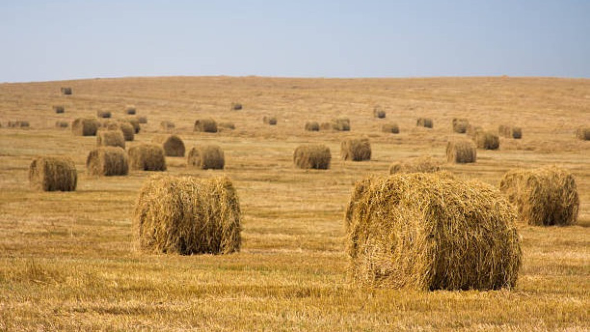  Istockphoto