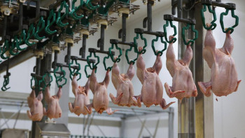 Фотография к новости: Доля казахстанского мяса птицы на внутреннем рынке выросла до 78%