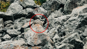 Фотография к новости: Сразу трех снежных барсов встретили туристы в горах Казахстана
