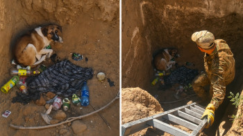 Фотография к новости: Пес провалился в яму, спасатели пришли на помощь