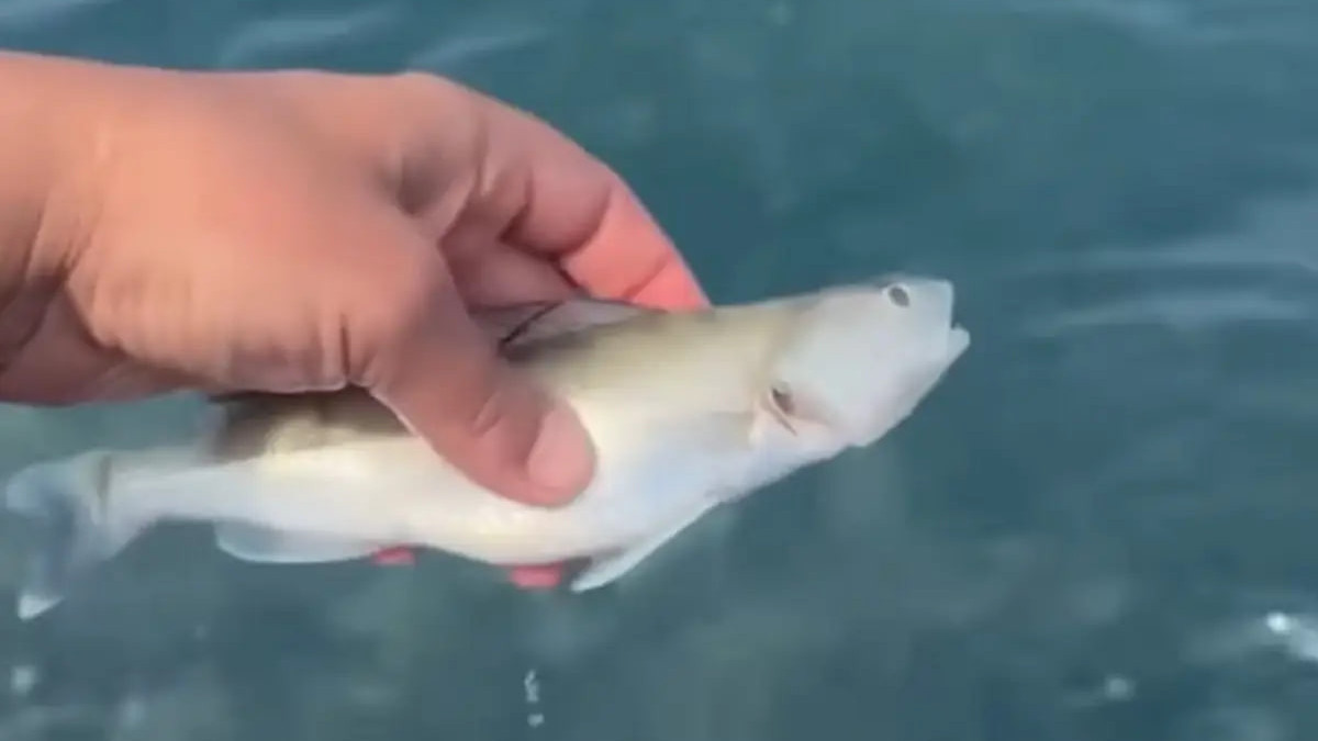  Скриншот видео
