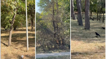 Фотография к новости: Алматинцы забили тревогу из-за засыхающих деревьев в «Атакенте»