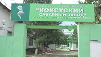 Фотография к новости: Коксуский сахарный завод увеличит переработку свеклы на 50%