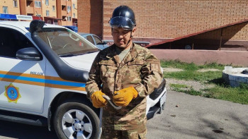 Фотография к новости: Незваный гость у дома: в Приозерске спасатели поймали змею