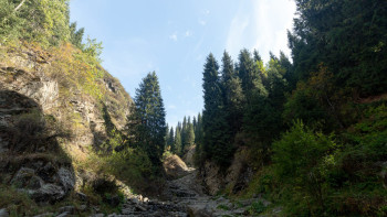 Фотография к новости: Kazakh Tourism Development сделал заявление о вырубке деревьев