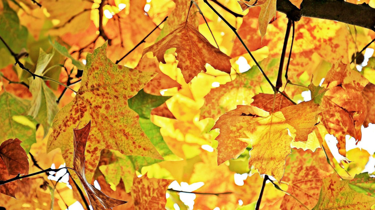  Pixabay.com