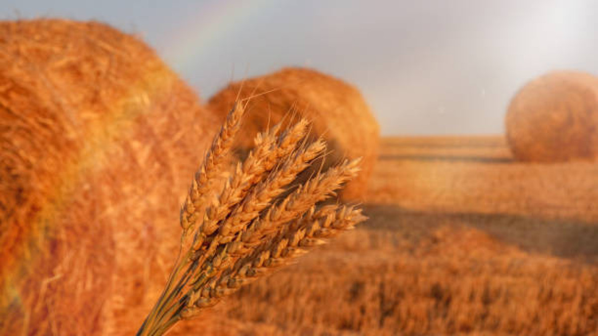  Istockphoto