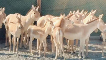 Фотография к новости: Куланов перевезли из «Алтын-Эмеля» в резерват «Иле-Балхаш»