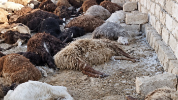 Фотография к новости: 126 овец погибли после водопоя: ветеринары выясняют причину