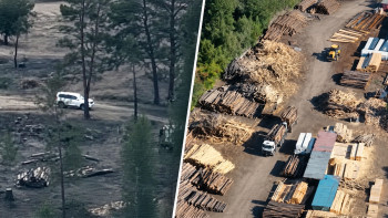 Фотография к новости: В «Семей орманы» выявили схему массовой незаконной вырубки леса