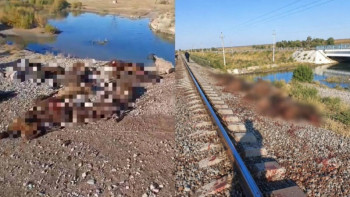 Фотография к новости: Грузовой поезд сбил 70 овец в Жамбылской области