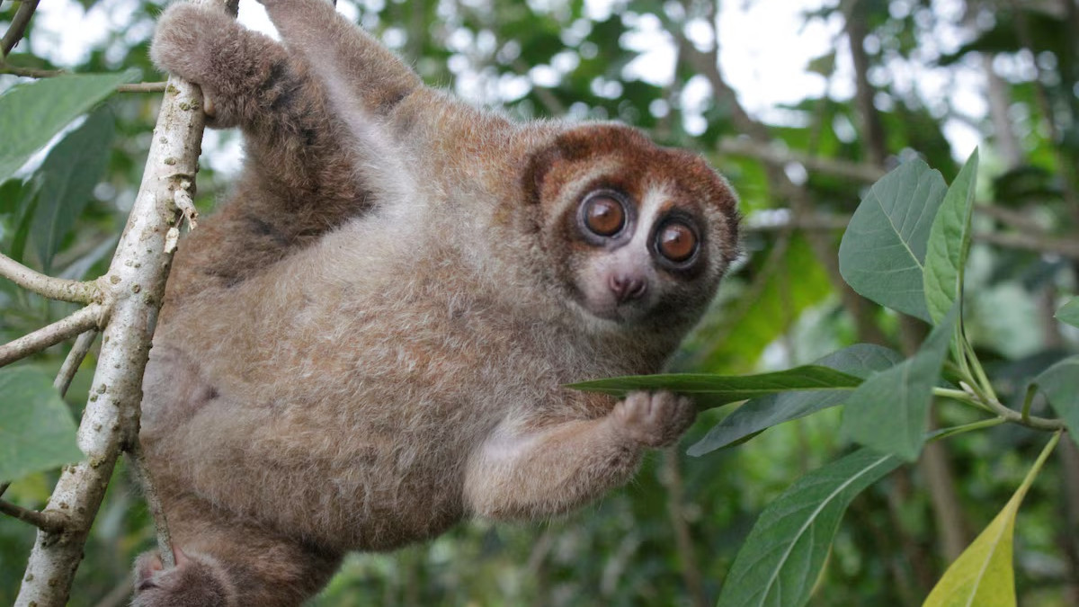  Andre Septian/Alobi Wildlife Rescue Center