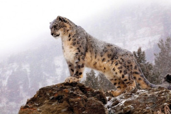 ID паспорта присвоят снежным барсам в Казахстане