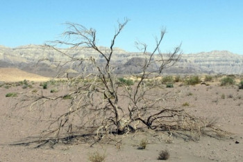 Фотография к новости: В Казахстане запрет на вырубку саксаула продлили на пять лет 