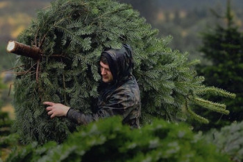 Фотография к новости: Карагандинский зоопарк принимает живые ели для строительства домиков для животных 