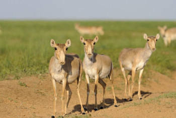 Фотография к новости: Численность сайгаков растёт ежегодно на 40% в Казахстане