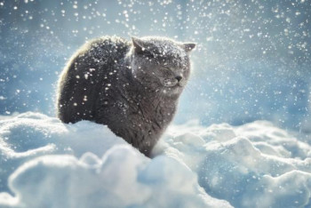 Фотография к новости: Синоптики рассказали, какой будет погода 7 января в Казахстане