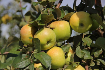 Фотография к новости: Площади яблоневых садов в Алматинской области доведут до 4 тысяч га