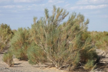 Запрет на вырубку саксаула продлили в Казахстане