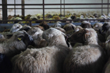 Фотография к новости: Карагандинские экспортёры отправили в Китай очередную партию баранины