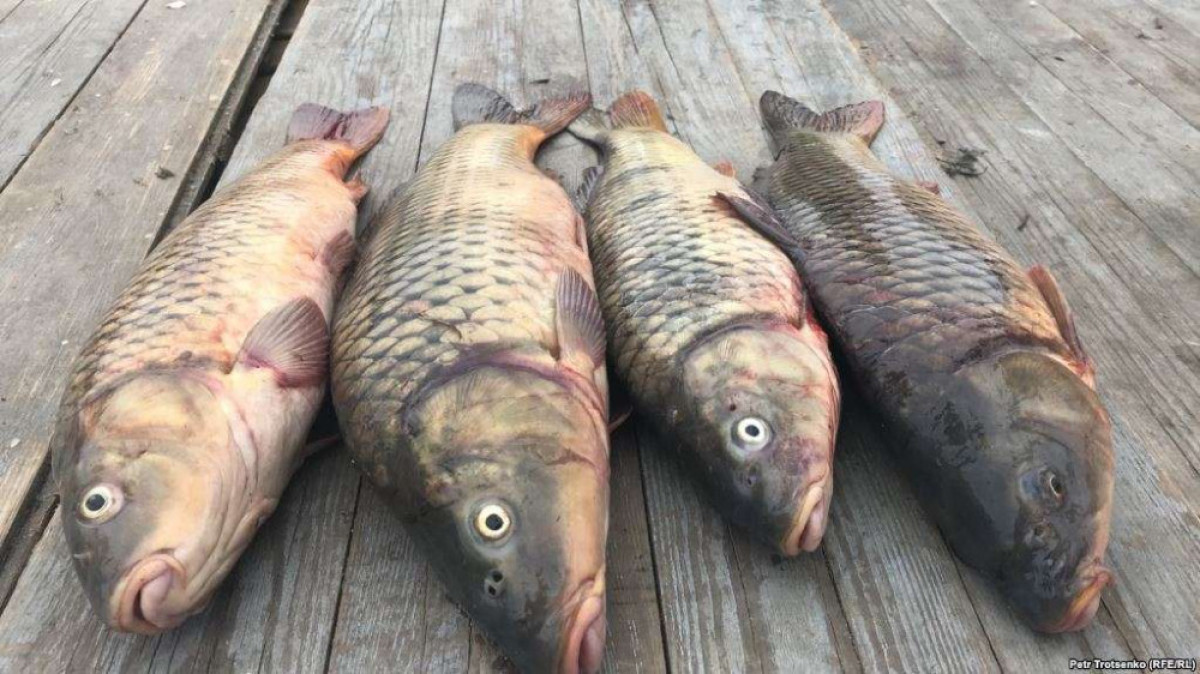 из открытых источников