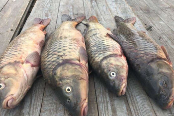 Стала известна причина массовой гибели рыб в Атырау