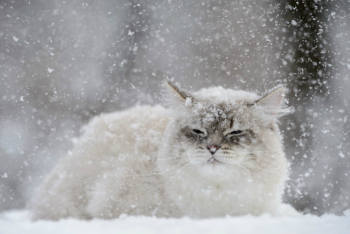 Фотография к новости: На большей территории Казахстана пройдут осадки 28 декабря