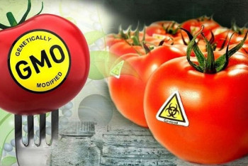 Фотография к новости: Продукты с ГМО станут заметнее на прилавках