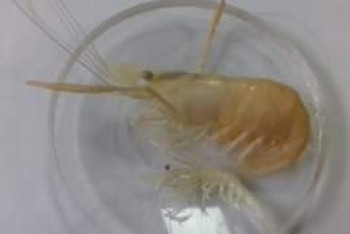 На Капшагайском водохранилище обнаружили редкую японскую креветку