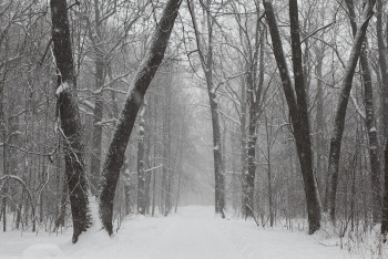 Фотография к новости: В ВКО мужчина заблудился в лесу и 2 дня пробыл на морозе