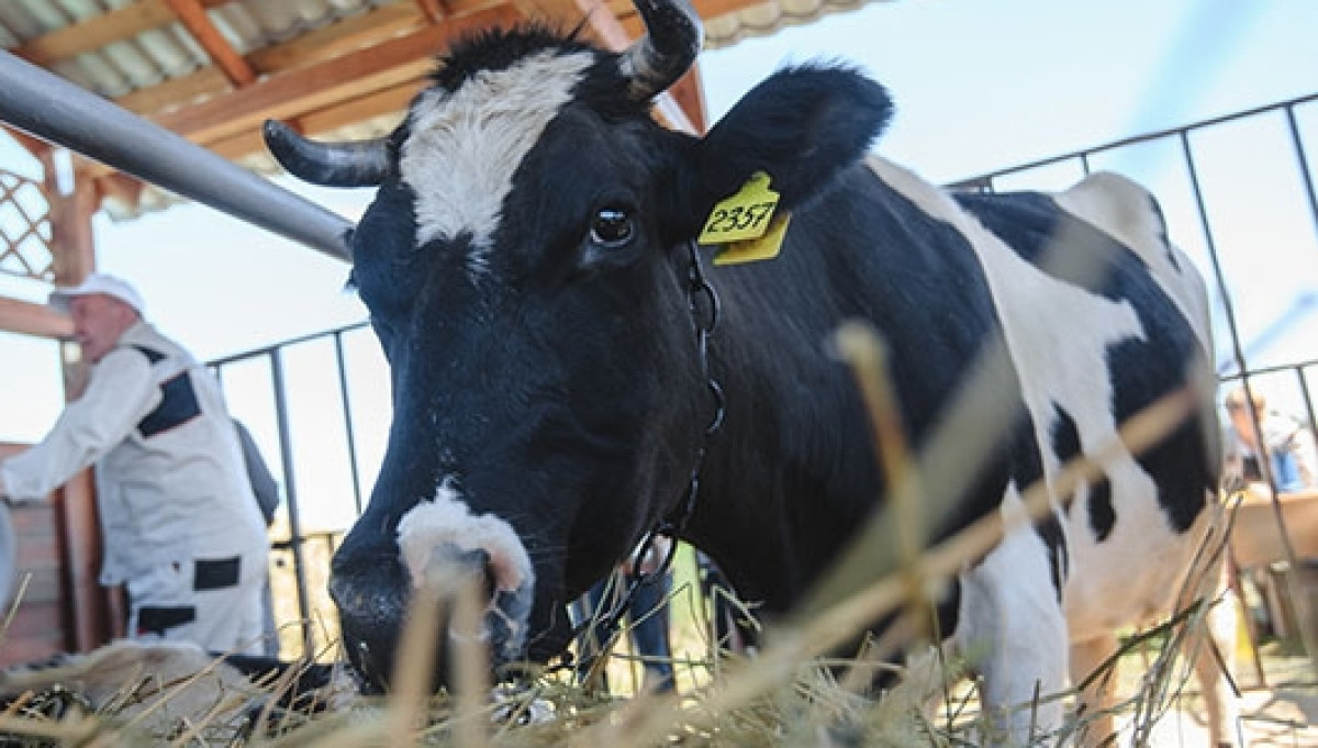 из открытых источников