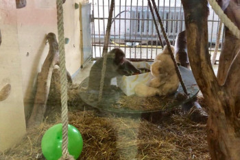 Фотография к новости: Обитатели алматинского зоопарка получили подарки в День обезьян