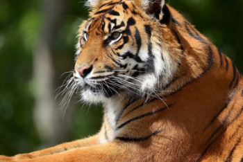 Фотография к новости: Хозяин спасённого на трассе Алматы-Ташкент тигра поблагодарил отряд ДЧС за помощь