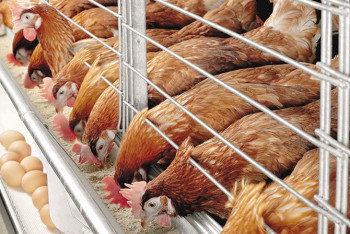 Фотография к новости: Больше 1 млрд тенге субсидий выделили птицеводам Карагандинской области в 2018 году