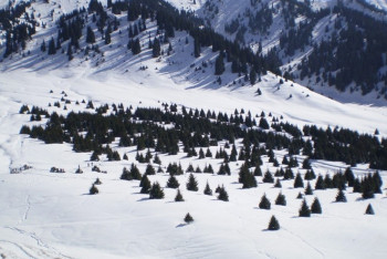 Фотография к новости: Площадь вырубки деревьев на Кок-Жайляу сократили в 17 раз