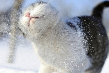 Фотография к новости: Потепление на выходных прогнозируют синоптики в Казахстане