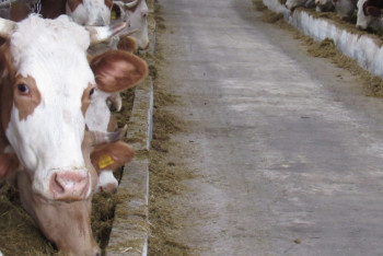 Фотография к новости: Цифровизацию активно внедряют в своих хозяйствах аграрии и фермеры СКО