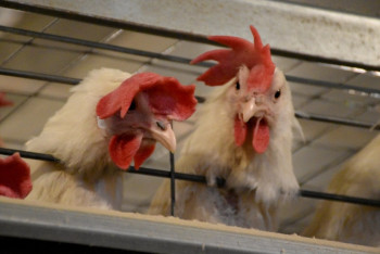 Фотография к новости: Около двух млрд тенге планируют вложить в модернизацию костанайской птицефабрики