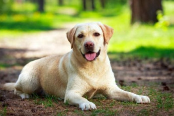 Фотография к новости: От укусов собак и кошек в Астане пострадали около двух тысяч человек