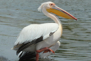 Фотография к новости: Лебедей и пеликанов спасают от гибели в СКО