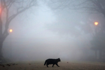 Фотография к новости: Туман ожидается на территории Казахстана 4 декабря