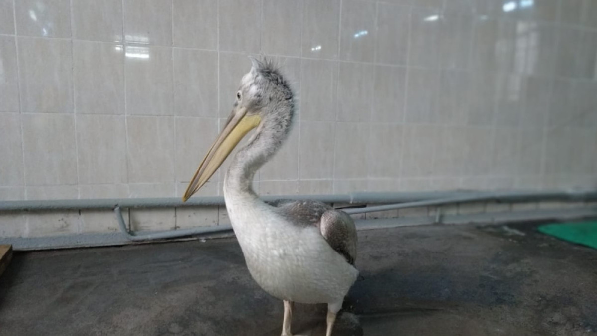 руководство Алматинского зоопарка