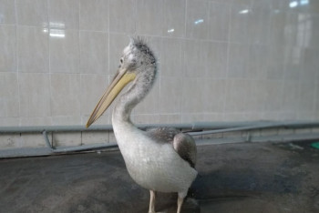 Как отставший от стаи пеликан из Костаная стал жителем Алматинского зоопарка