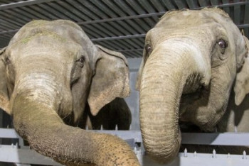 Всемирный день слонов отмечают в зоопарке Алматы