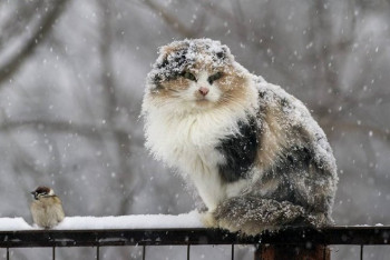 Фотография к новости: Зима в Казахстане начнётся со снегопада и метели